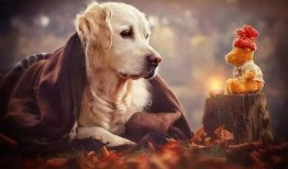 娱乐吃瓜菌关于狗,揭秘娱乐圈的忠诚宠儿