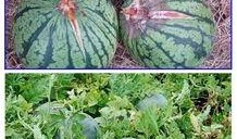 泡泡黄钰杰免费吃瓜,揭秘网红圈幕后故事